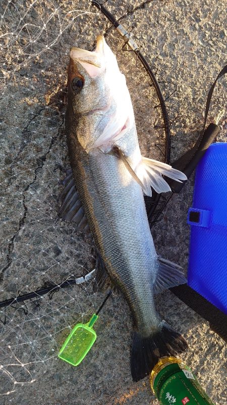 エビ撒き初挑戦