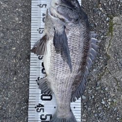 55cm!!(イチノ兄弟兄)