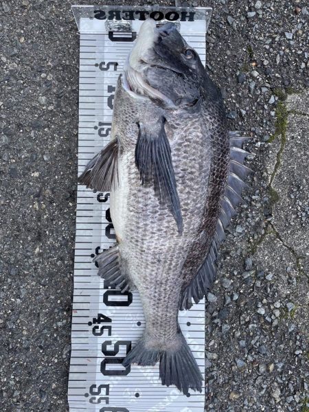 55cm！！（イチノ兄弟兄）