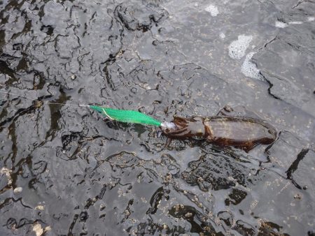 エギングガイドIN対馬