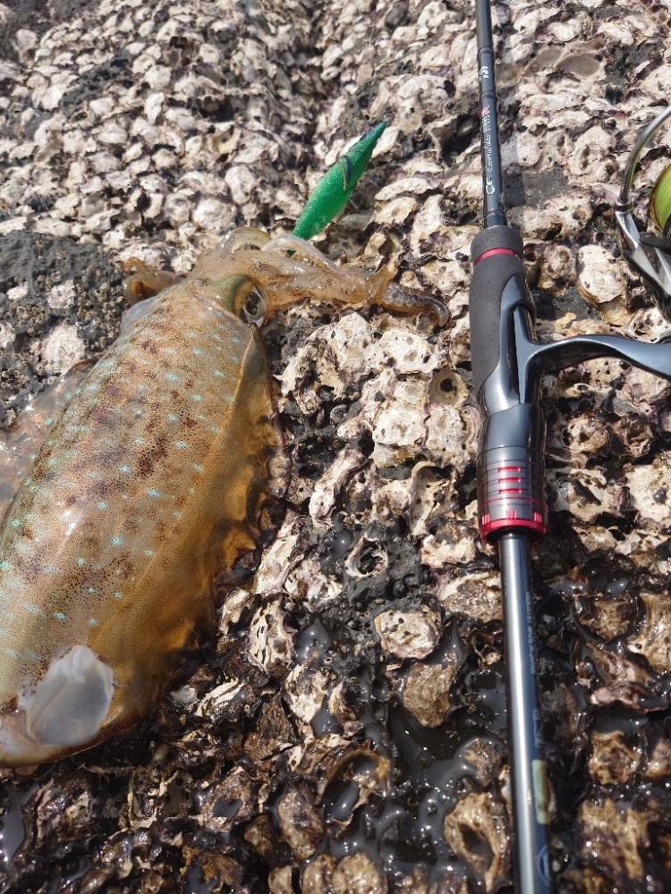 凪エギングIN対馬