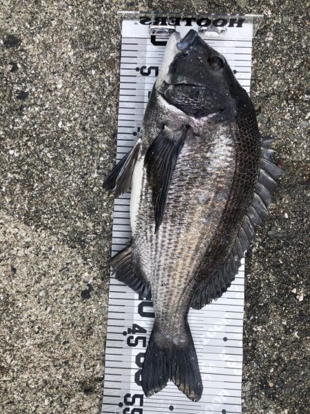 イチノ兄弟（兄）釣果！