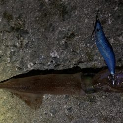 ヤリイカ釣行