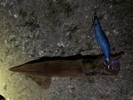 ヤリイカ釣行