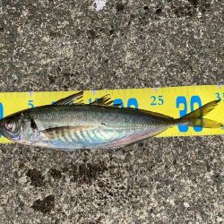 尺アジ来たよー！