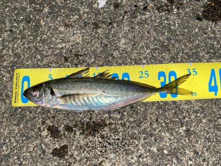 尺アジ来たよー！