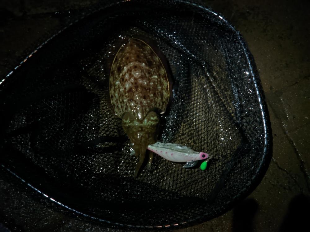 今日もコウイカ～