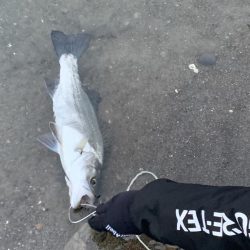 和歌山のシーバス釣り