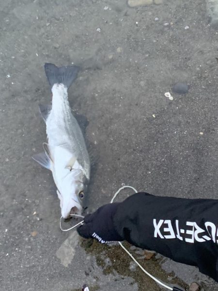 和歌山のシーバス釣り