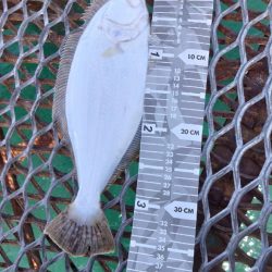 エソ以外の獲物が釣れてくれました…ホッ…