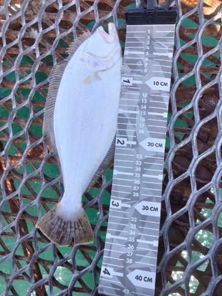 エソ以外の獲物が釣れてくれました…ホッ…