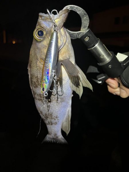 唐津松浦川でルアー釣り
