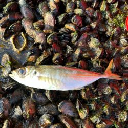 朝マヅメアジング