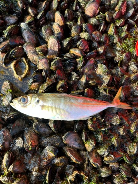 朝マヅメアジング