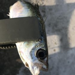 夕マズメにアジ22匹GET