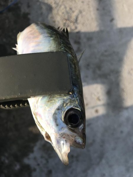 夕マズメにアジ22匹GET