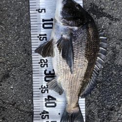 イチノ兄弟（兄）釣果！