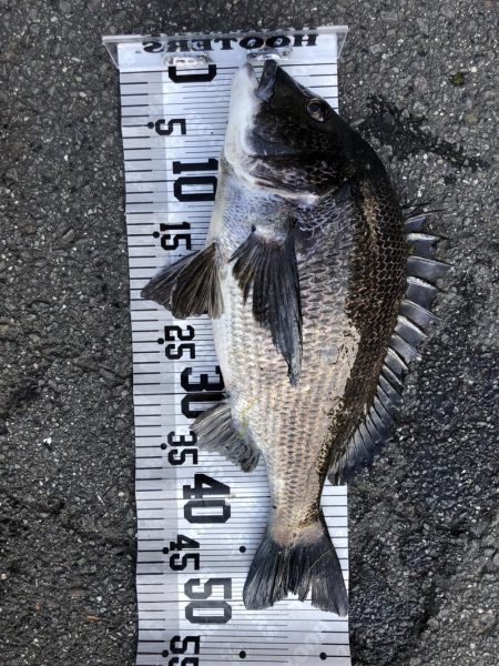 イチノ兄弟（兄）釣果！