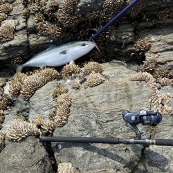 横のジャークで回収間際に寒鰤来た〜