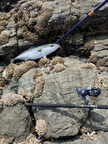 横のジャークで回収間際に寒鰤来た〜