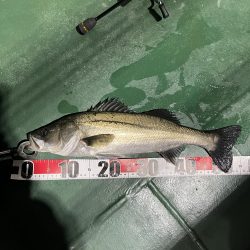 大分大在でセイゴ祭り