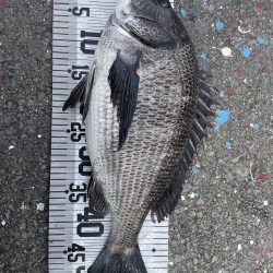 イチノ兄弟(兄)釣果!