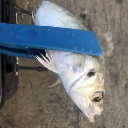 朝マズメにアジ爆釣