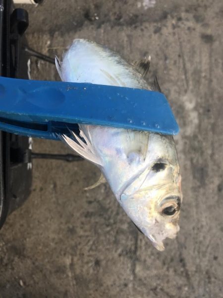 朝マズメにアジ爆釣