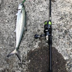 今日もサワラ狙い