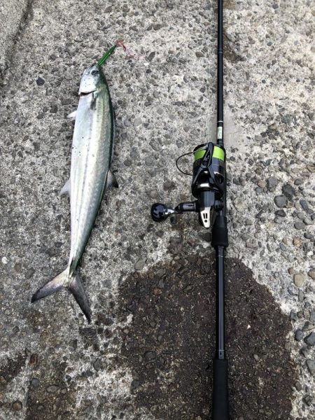 今日もサワラ狙い