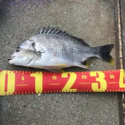 ヘチ釣り調査でキビレGET