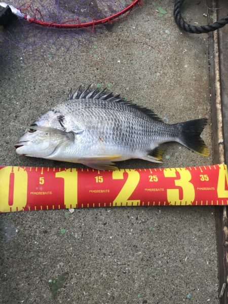 ヘチ釣り調査でキビレGET