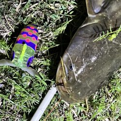 2023年の初ナマズさん