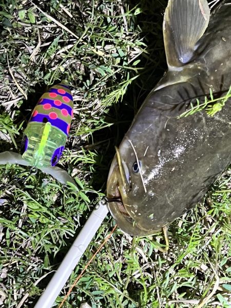 2023年の初ナマズさん