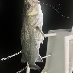 アジングでセイゴ