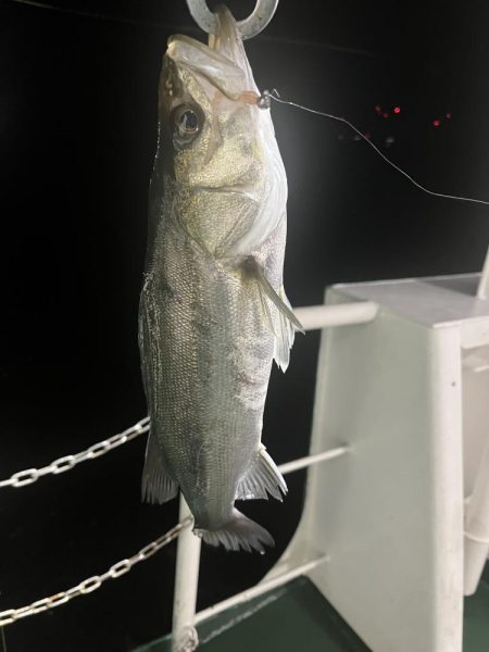 アジングでセイゴ