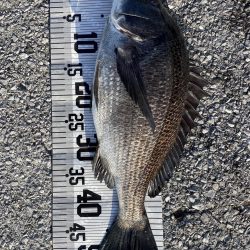 イチノ(兄)釣果!