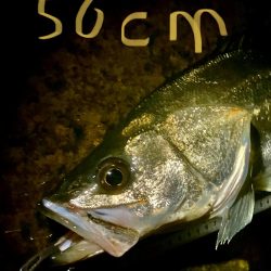 シラスパターン