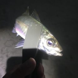 夕マズメのアジ釣り