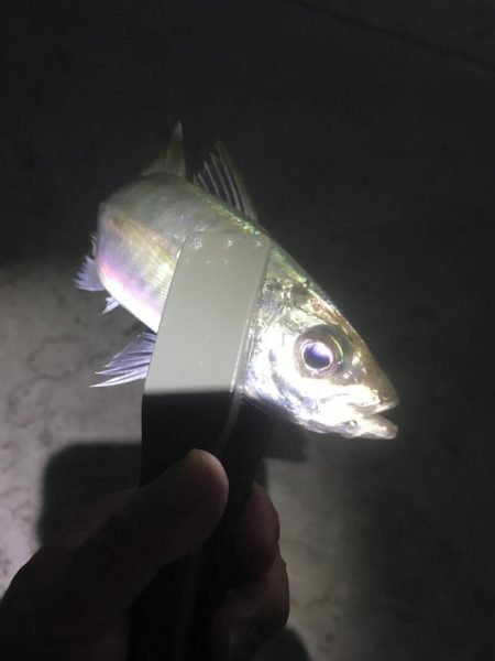 夕マズメのアジ釣り