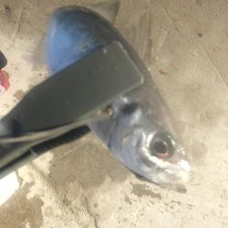 朝マズメのアジ釣り