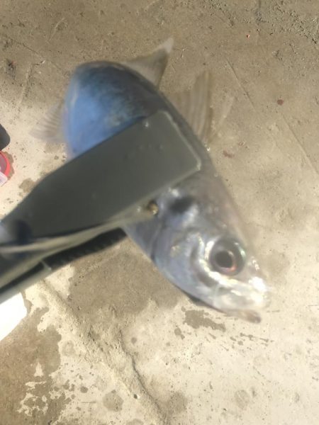 朝マズメのアジ釣り