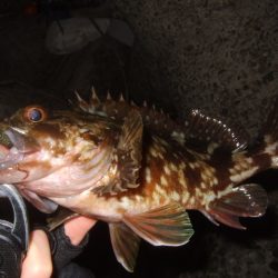 ベイトフィネスでチニング&メバルプラッギング