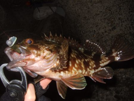 ベイトフィネスでチニング&メバルプラッギング