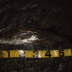 予想通りの苦戦