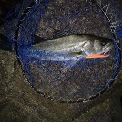 ナイトシーバス