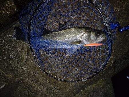 ナイトシーバス