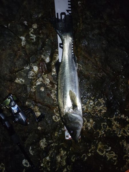 メバル調査なのに‥