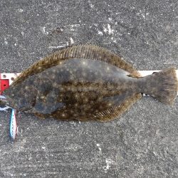 初フラットフッシュ