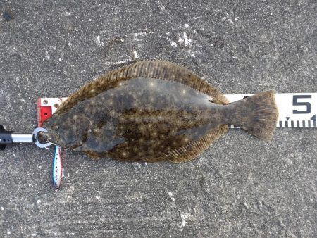 初フラットフッシュ